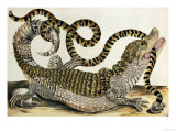 Alligator and Snake by Maria Sybille Merian, 1730 Giclee Print