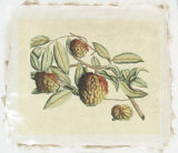 Botanical IV Giclée-Druck von Van Rheet 