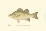 White Bass Posters by Denton 
