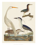 Heron Family II Posters by A. Wilson