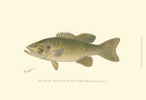 Small-Mouthed Black Bass Posters par Denton 