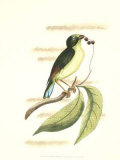 Traditional Shaw Bird III Print by George Shaw