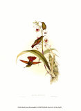 Small Gould Hummingbird II Poster by John Gould