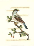 Traditional Shaw Bird V Posters by George Shaw