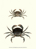 Antique Crab I Plakaty autor James Sowerby