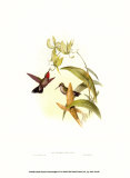 Small Gould Hummingbird IV Prints by John Gould