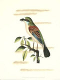 Traditional Shaw Bird VI Prints by George Shaw