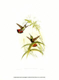 Small Gould Hummingbird I Posters par John Gould