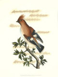Traditional Shaw Bird II Prints by George Shaw