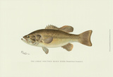 Large-Mouthed Black Bass Affiches par Denton 