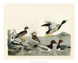 Duck Family II Prints by A. Wilson