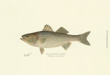 Striped Bass Art par Denton 