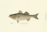Striped Bass Fish, Art Print