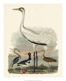 Heron Family III Art par A. Wilson