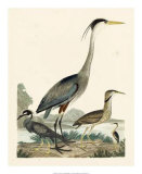 Heron Family I Affiches par A. Wilson