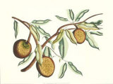 Botanical II Poster by Van Rheet 