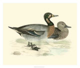 Morris Ducks III Prints by Reverend Francis O. Morris