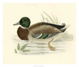 Morris Ducks I Prints by Reverend Francis O. Morris