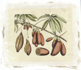 Botanical III Giclée-Druck von Van Rheet 