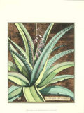 Graphic Aloe III Prints Graphic Aloe III Prints