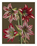 Lush Amaryllis II Posters by Van Houtt 