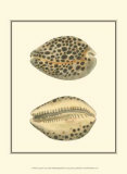 Leopard Cowry Shells Posters by George Shaw