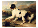 Newfoundland Dog Called Lion, 1824 Giclee Print by Edwin Henry Landseer