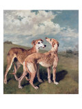 Lévrier reproduction procédé giclée par John Emms