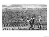 Hoeing Rice, from "Harper's Weekly", 1867, from "The Pageant of America, Vol.3", by Gabriel, 1926 Reproduction procédé giclée par Alfred Rudolf Waud