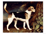 Ringwood, a Brocklesby Foxhound, 1792 Giclée-Druck von George Stubbs