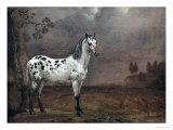 The Piebald Horse, 1653 Giclee Print by Paulus Potter