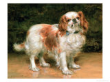 King Charles Spaniel, 1907 Giclee Print by George Sheridan Knowles