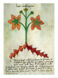 Herba Antollas Lupanas, from Herba Antollas Lupanas, from