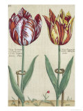 Tulipa Octaviani Del Pont, and Tulipa Elegant, from "Hortus Floridus", Published 1614-15 Giclee Print by Crispin I De Passe
