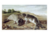 Two Young Seals on the Shore, circa 1650 Impressão giclée por Paul De Vos