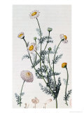 Camomile, Reproduction of a Plate from "Flore Medicale" by Francois-Pierre Chaumeton Giclee Print by Pierre Jean Francois Turpin