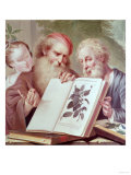 Illustration from Hortus Cliffortianus, by Carl Linnaeus Published Amsterdam 1737-38 Giclee Print