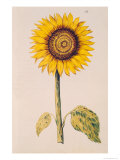 Sunflower or Helianthus, from "La Guirlande de Julie", circa 1642 Giclee Print by Nicolas Robert