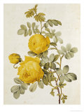 Rosa Sulfurea from 