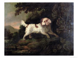 Study of Clumber Spaniel in Wooded River Landscape Giclee Print by Edward Cooper