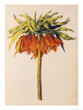 Crown Imperial Lily or Fritillary, from "La Guirlande de Julie", circa 1642 Giclee Print by Nicolas Robert