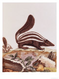 Skunk, from 
