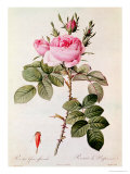 Rosa Bifera Officinalis, from "Les Roses" by Claude Antoine Thory Giclee Print by Pierre-Joseph Redouté