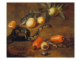 Still Life of Fruits from Surinam and Reptiles reproduction procédé giclée par Dirk Valkenburg