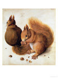 Squirrels, 1512 Giclee Print by Albrecht Dürer