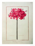 Amaryllis Sarniensis, or Narcissus Giclee Print by Nicolas Robert