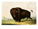 A Bison, circa 1832 reproduction procédé giclée par George Catlin