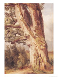 The Oak reproduction procédé giclée par Alexandre Calame