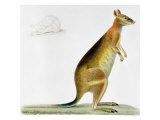 Kangaroo Giclee-trykk av Pancrace Bessa Kangaroo Giclee-trykk av Pancrace Bessa