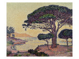 Umbrella Pines at Caroubiers, 1898 Giclee Print by Paul Signac